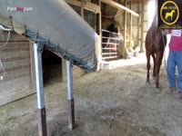 Nasty bitch collecting horse semen in the farm